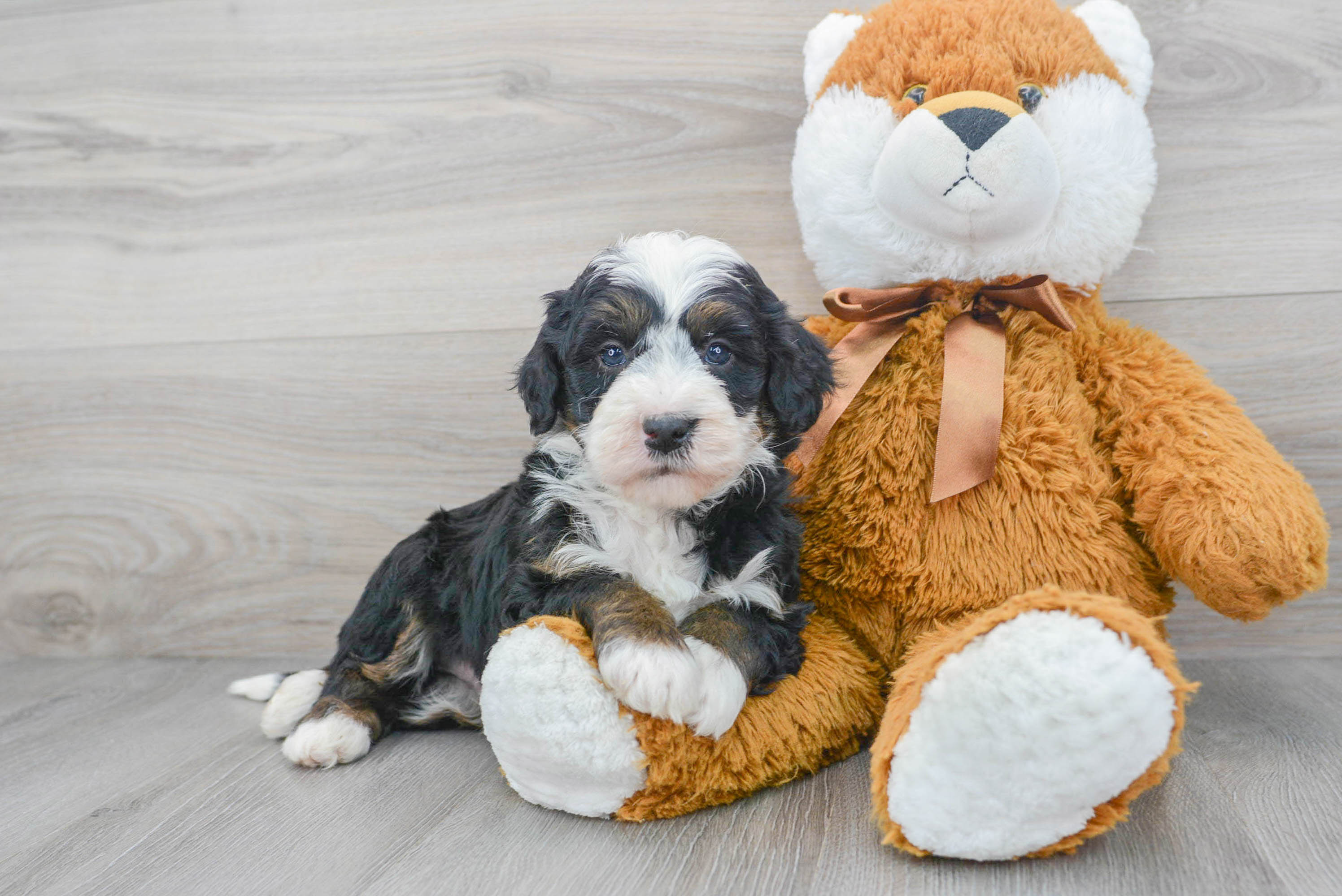 Cute Mini Bernedoodle Baby