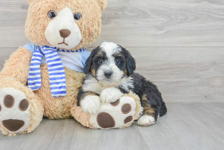 Mini Bernedoodle Puppy for Adoption
