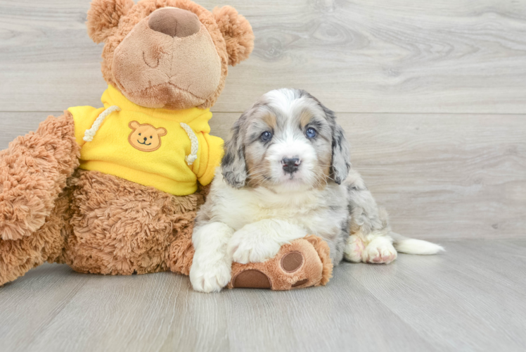 Meet Landon - our Mini Bernedoodle Puppy Photo 1/3 - Puppy Love PR Energetic Mini Bernese Poodle Poodle Mix Puppy