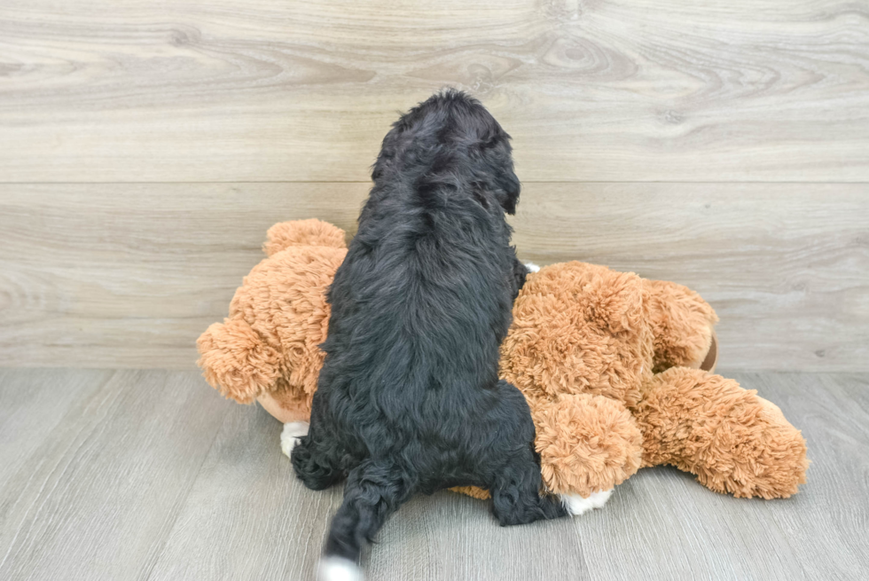 Best Mini Bernedoodle Baby