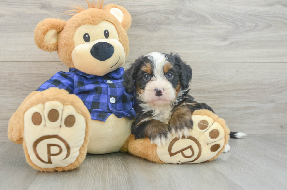 7 week old Mini Bernedoodle Puppy For Sale - Puppy Love PR