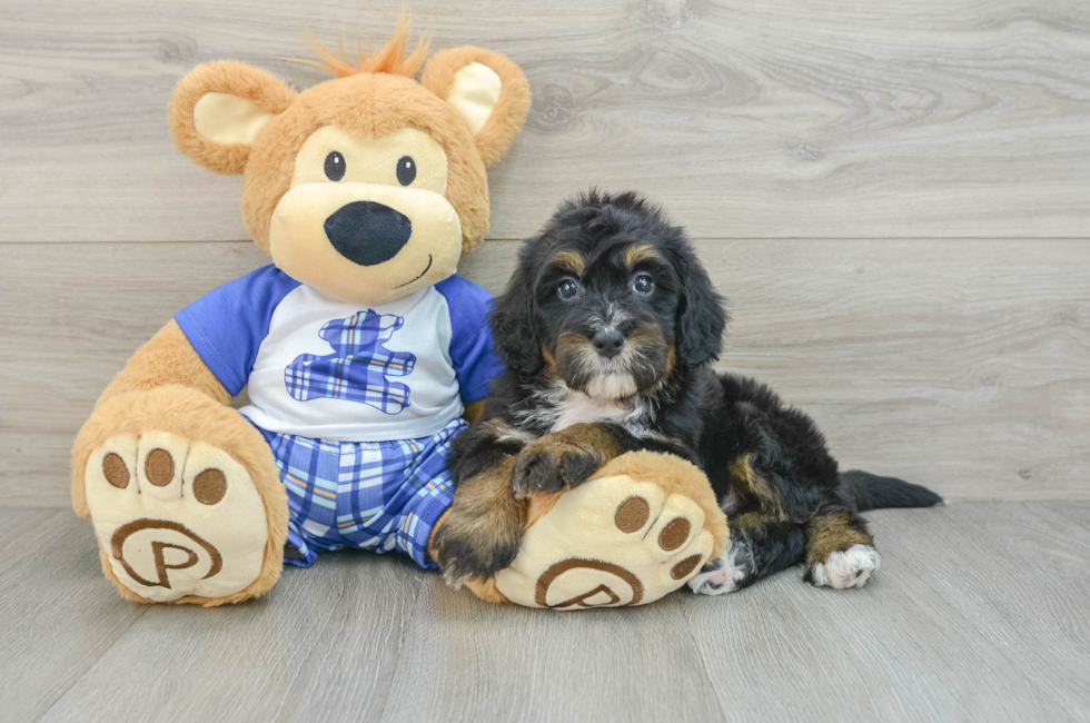 6 week old Mini Bernedoodle Puppy For Sale - Puppy Love PR