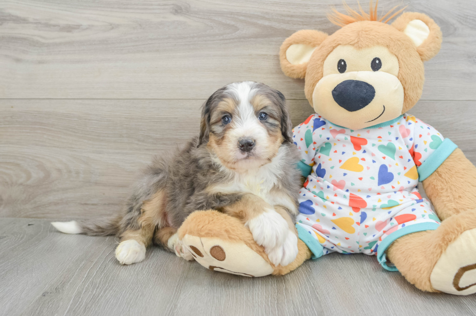 7 week old Mini Bernedoodle Puppy For Sale - Puppy Love PR