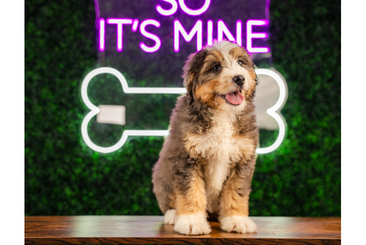 Cute Mini Bernedoodle Poodle Mix Pup