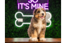 Cute Mini Bernedoodle Poodle Mix Pup