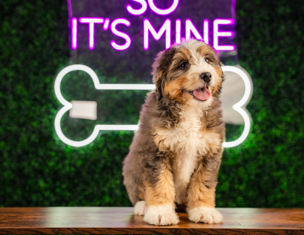 Cute Mini Bernedoodle Poodle Mix Pup