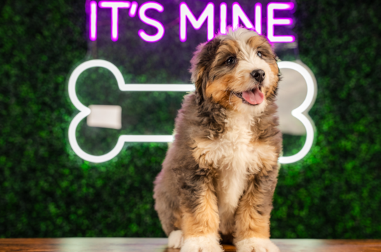 Cute Mini Bernedoodle Poodle Mix Pup