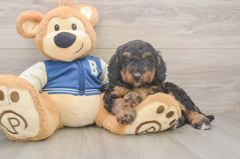 5 week old Mini Bernedoodle Puppy For Sale - Puppy Love PR