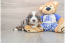 Small Mini Bernedoodle Baby