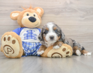 5 week old Mini Bernedoodle Puppy For Sale - Puppy Love PR