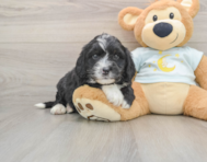 5 week old Mini Bernedoodle Puppy For Sale - Puppy Love PR