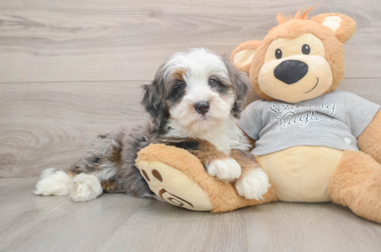Energetic Bernese Doodle Poodle Mix Puppy