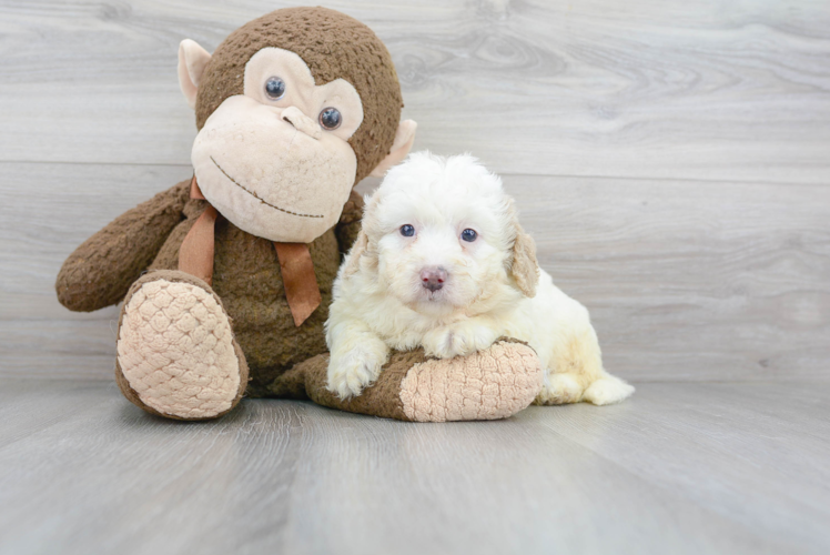 Cute Bernadoodle Poodle Mix Puppy