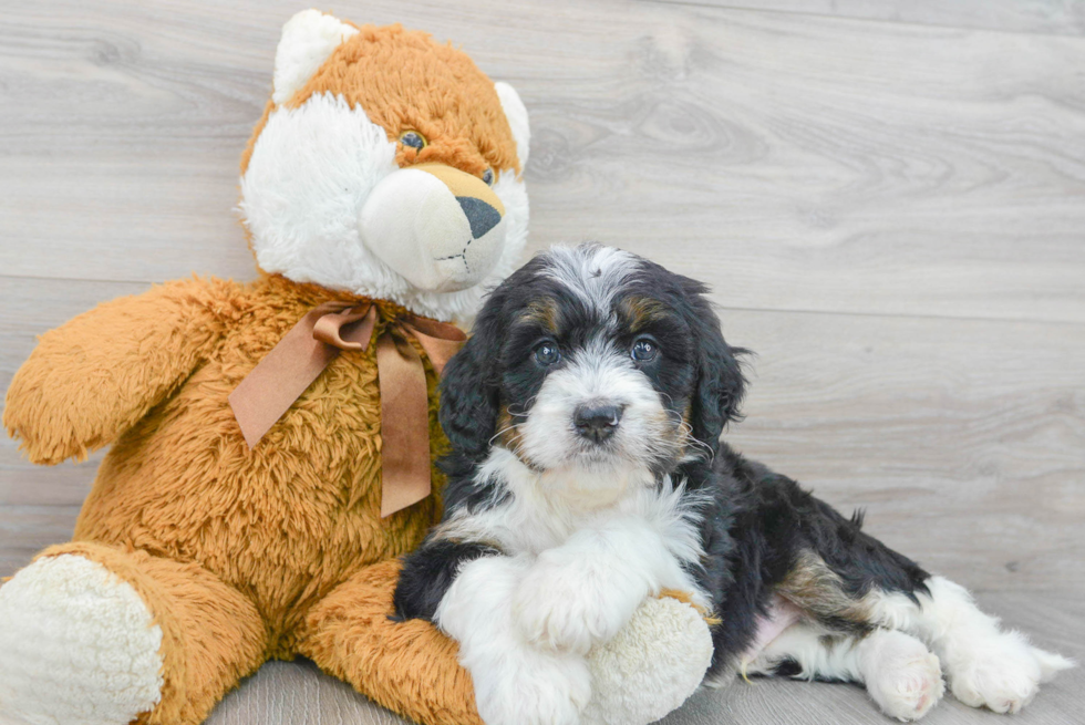 how smart is a bernedoodle