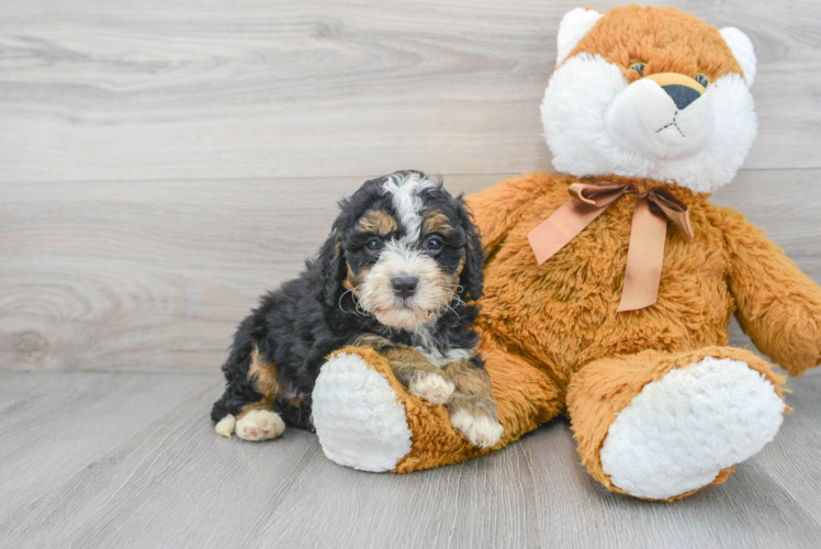 Mini Bernedoodle Pup Being Cute