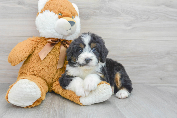 Meet Lauren - our Mini Bernedoodle Puppy Photo 1/3 - Puppy Love PR Best Mini Bernedoodle Baby
