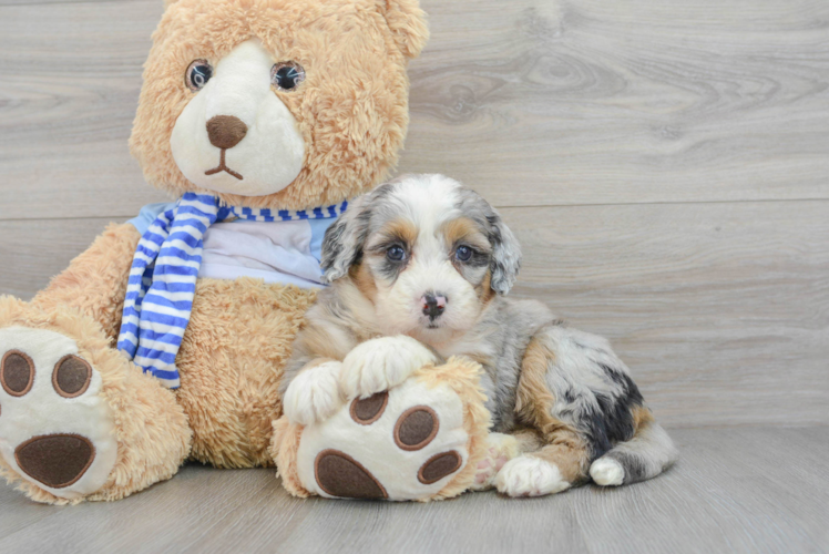 Mini Bernedoodle Pup Being Cute