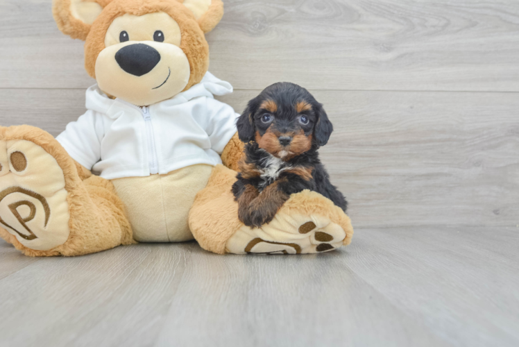 Meet Lauren - our Mini Bernedoodle Puppy Photo 1/3 - Puppy Love PR Playful Bernadoodle Poodle Mix Puppy