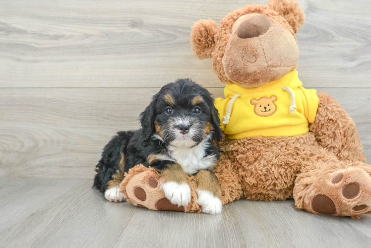 Adorable Bernadoodle Poodle Mix Puppy