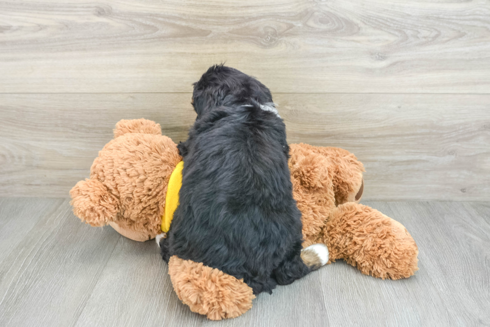 Hypoallergenic Mini Berniedoodle Poodle Mix Puppy