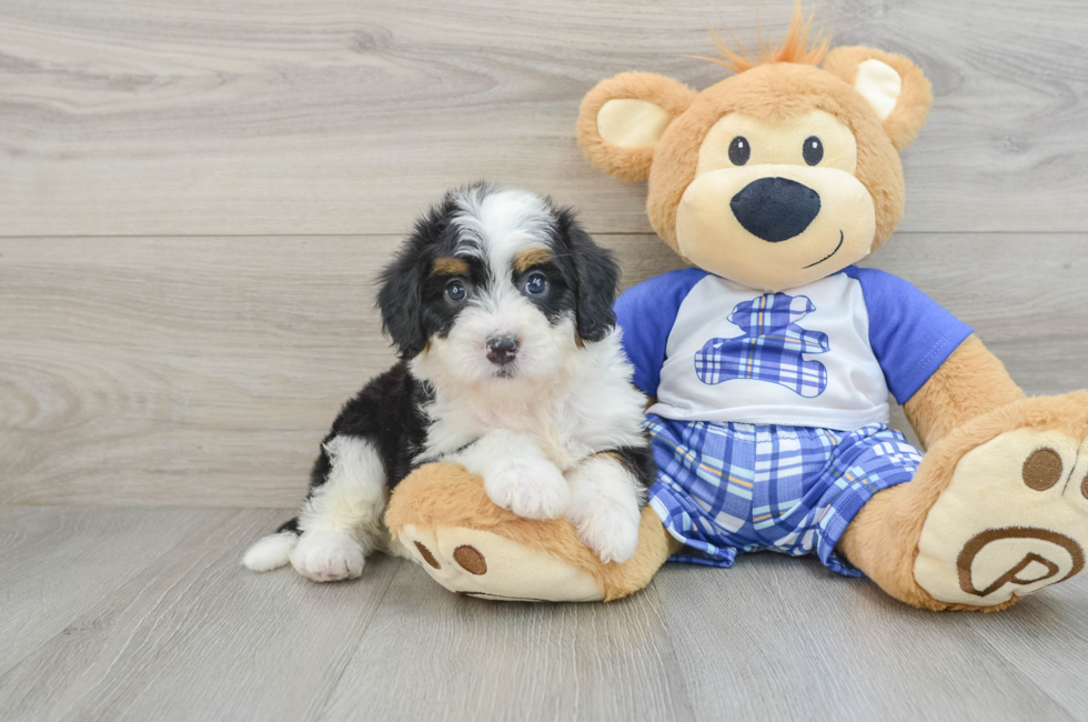 6 week old Mini Bernedoodle Puppy For Sale - Puppy Love PR