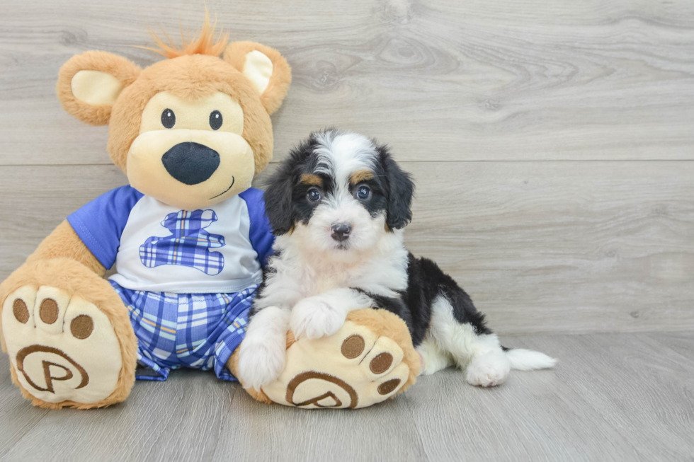 Mini Bernedoodle Puppy for Adoption