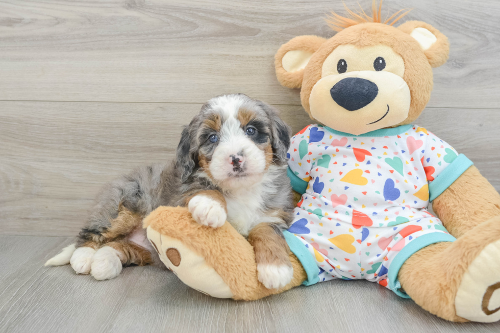 Mini Bernedoodle Puppy for Adoption