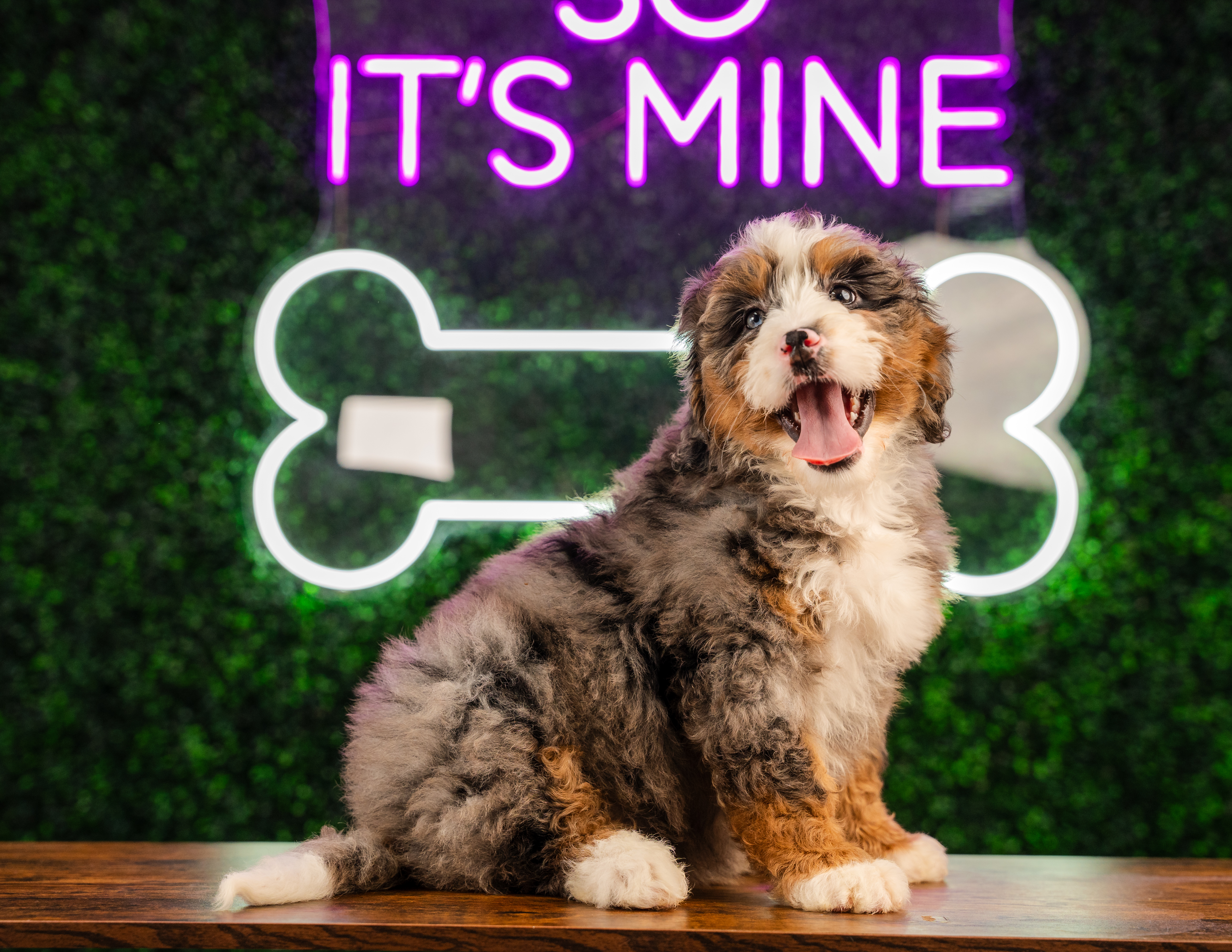 Best Mini Bernedoodle Baby