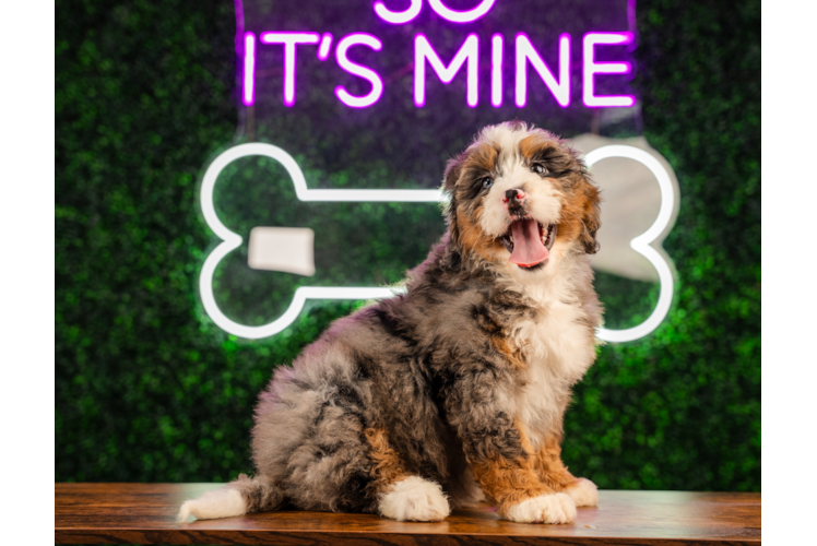 Best Mini Bernedoodle Baby