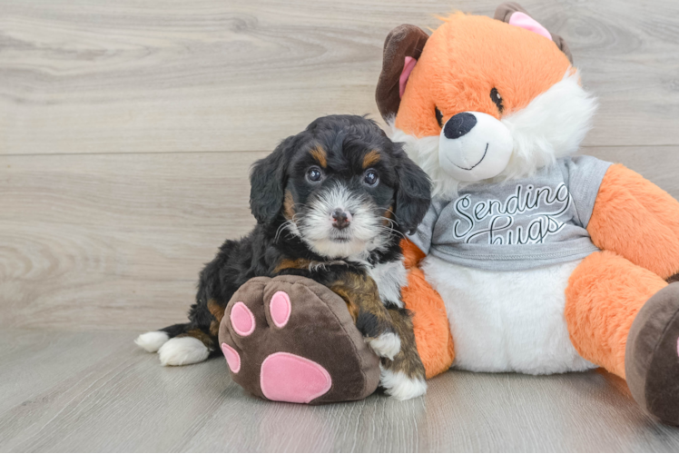 Best Mini Bernedoodle Baby