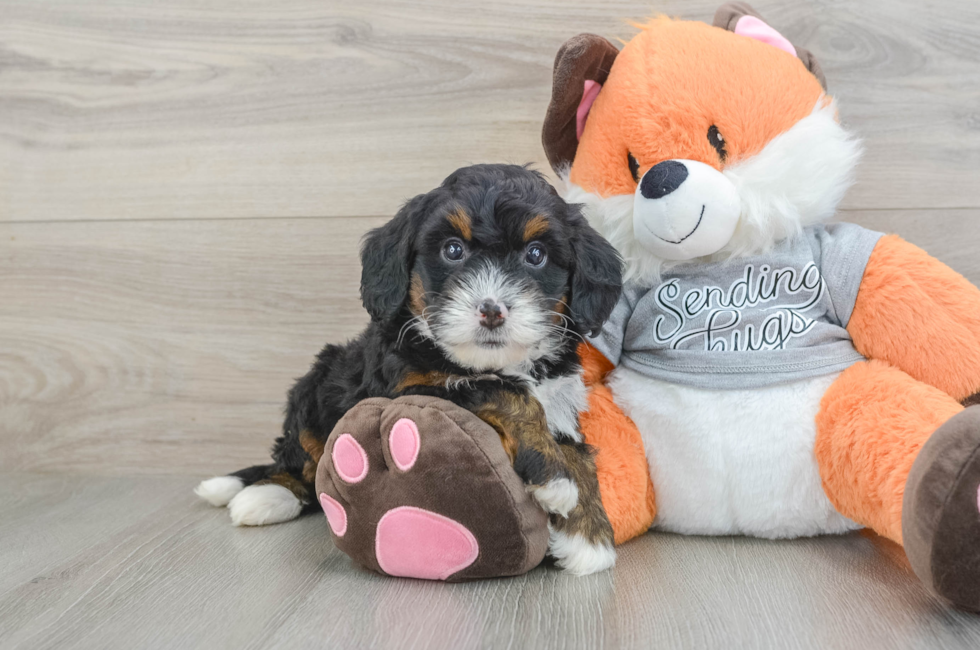 6 week old Mini Bernedoodle Puppy For Sale - Puppy Love PR