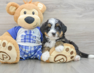 7 week old Mini Bernedoodle Puppy For Sale - Puppy Love PR