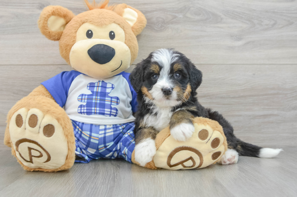 7 week old Mini Bernedoodle Puppy For Sale - Puppy Love PR