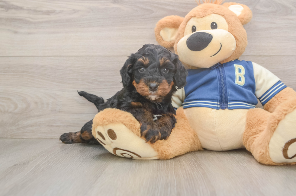 5 week old Mini Bernedoodle Puppy For Sale - Puppy Love PR