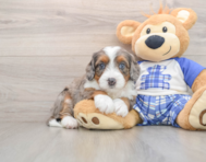 6 week old Mini Bernedoodle Puppy For Sale - Puppy Love PR