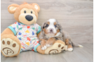Mini Bernedoodle Puppy for Adoption