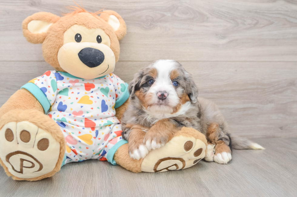 Mini Bernedoodle Puppy for Adoption