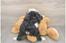 Mini Bernedoodle Puppy for Adoption