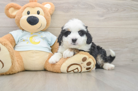 Mini Bernedoodle Puppy for Adoption