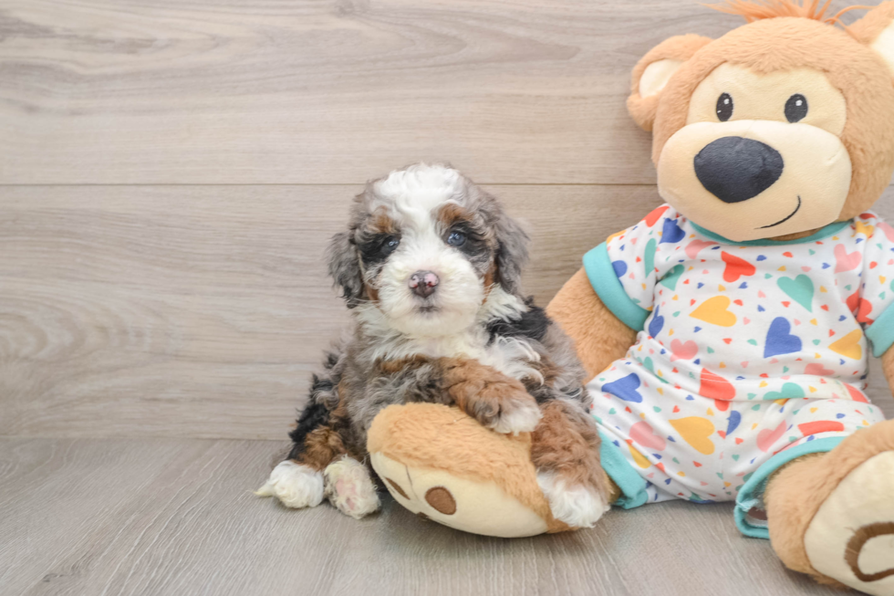 Mini Bernedoodle Puppy for Adoption