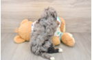 Mini Bernedoodle Pup Being Cute