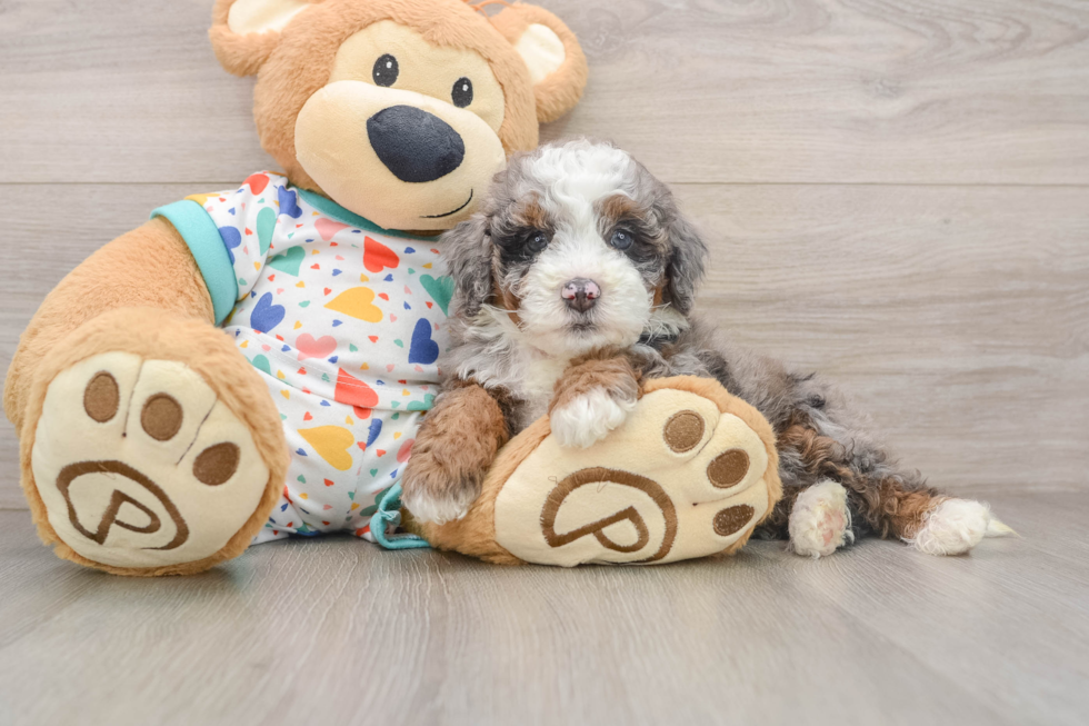 Playful Bernese Doodle Poodle Mix Puppy