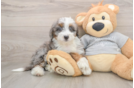 Cute Mini Bernedoodle Baby