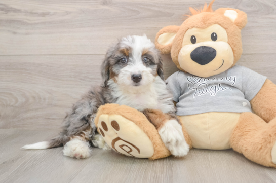 Cute Mini Bernedoodle Baby