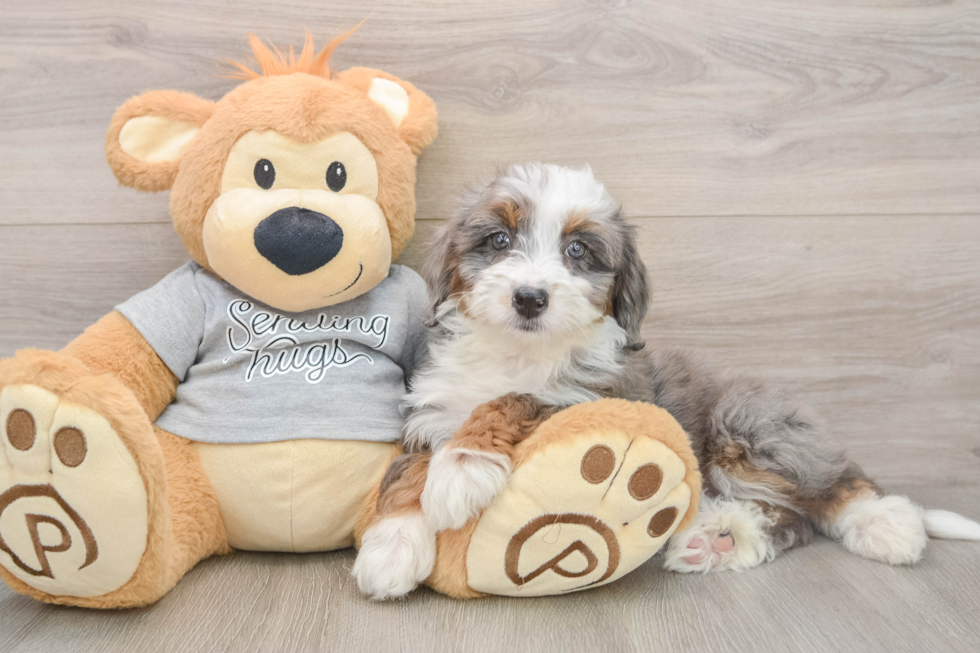Cute Mini Bernedoodle Baby