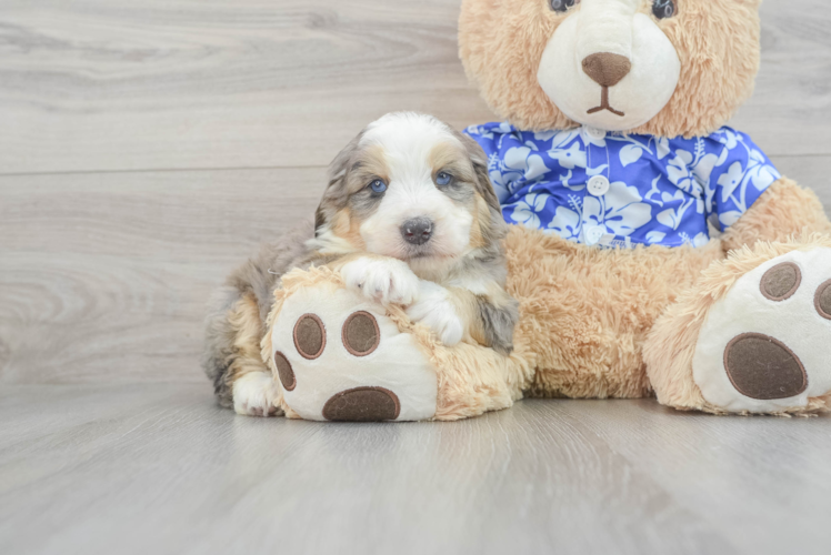 Friendly Mini Bernedoodle Baby