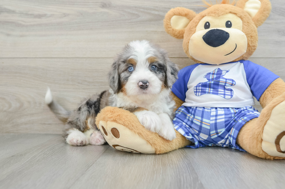 6 week old Mini Bernedoodle Puppy For Sale - Puppy Love PR