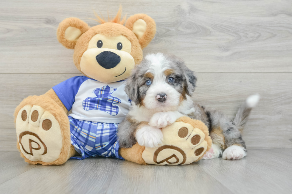 Hypoallergenic Mini Bernesepoo Poodle Mix Puppy