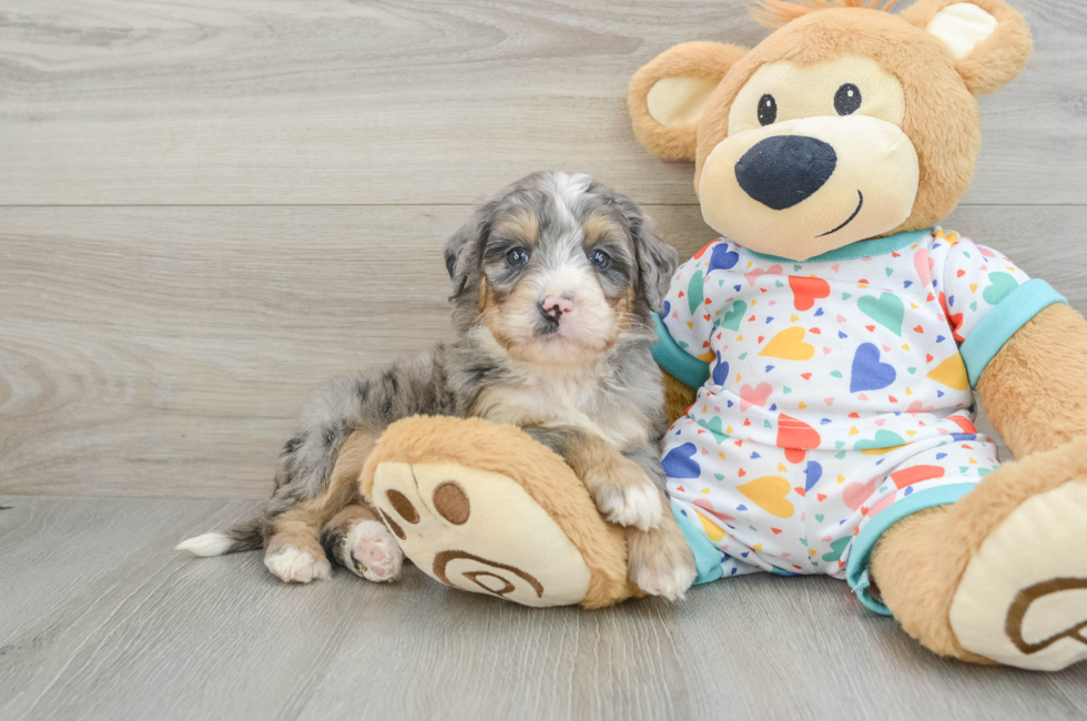 7 week old Mini Bernedoodle Puppy For Sale - Puppy Love PR