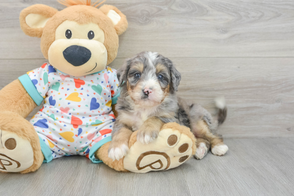 Happy Mini Bernedoodle Baby